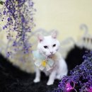 블링블링펫미용 이미지