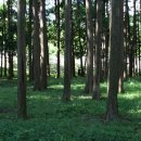 피톤치드 이미지