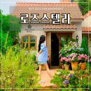 수국명소를 찾아 떠난 여행, 인천 플라워카페 로즈스텔라정원 포토존 핫플 추천!