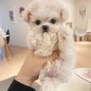 비비펫동물병원 이미지