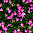 하얀기쁨 이미지