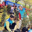 온천천시민공원 동백 이미지