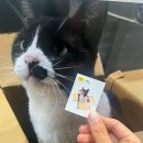 동명동찐맛집 캬베츠 솔직후기+고양이 스티커