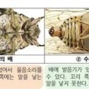 젊은 사내의 구애(求愛) 이미지