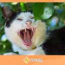 평촌동물병원 이미지