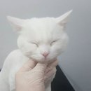 고양이무마취미용 묘갱살롱 | [미용일상] 부산고양이미용 먼치킨롱레그 미용 후기