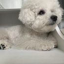 앵두 발바닥