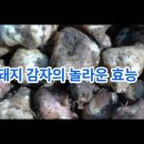 돼지 감자의 놀라운 효 이미지