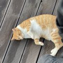 욕지별장 | [여행] 욕지별장과 고양이