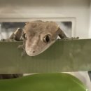 천안환경(주) | 천안 파충류샵 파충류분양 추천 '드래곤브리딩센터파충류샵' 방문후기