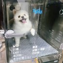 탑치과병원 | 일산동물병원 강아지 치과방사선 X-ray 필요성, 탑케어의료원 스케일링 비용 치석제거 후기