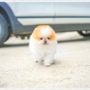 강아지분양 고양이분양 컴투펫 수원점 이미지