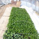 강천산 도라지골 이미지