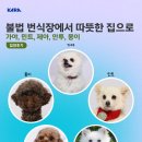 가야, 민트, 제아, 안투, 몽이 입양 후기