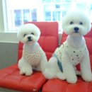 이로애견미용실 이미지