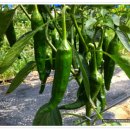 미수농장 이미지