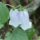 백담계곡 이미지