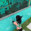 양평 랏지하우스 애견동반펜션 이미지