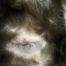 (주)해림후코이단 | [공지] 고양이. 강아지 영양제 해림 후코펫 후코이단 (3개월급여.자가면역질환)