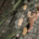 강아지 마법사 골드맘 이미지