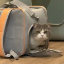 시월호텔 | 🐾시월이 호텔 이야기