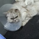 우쭈쭈 애견샵 이미지