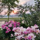 황혼농장 이미지