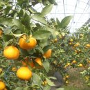 사은농장 이미지