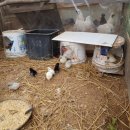 자연부화장 이미지