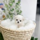 유앤미펫 강아지분양 고양이분양 일산점 이미지