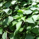 남매떡방앗간 이미지