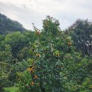 용흥사(주차장) 네이버블로그