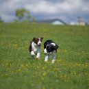 돌담동물의료센터 이미지