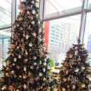 마리포사 이미지