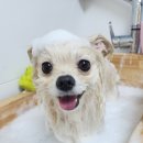 동동 애견 미용 이미지