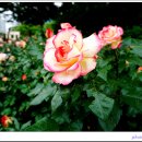 조금마루 이미지