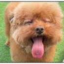 마마스미독펜트하우스 광주애견유치원&애견호텔 본점 이미지