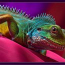 이구아나 이미지