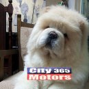 365city 네이버블로그