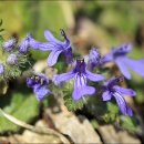 금창초등학교 이미지