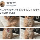 요즘 트위터 사람들 사이에서 난리난 고양이 동글이ㅠㅠ .jpg 이미지