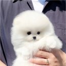 천안강아지분양 우리집퍼피 천안아산본점 (하이도그) 이미지