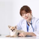 에브리독애견미용학원