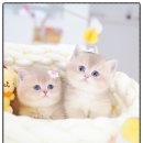 모나미네코본점 | 고양이분양 외로움 이젠 안녕 모나미네코 해운대본점 감동 후기