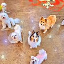 밀독(MILLDOG) 이미지