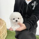야옹아멍멍해봐강아지고양이삼각점