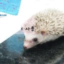 도야프렌즈 네이버블로그