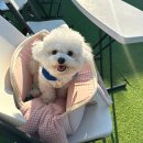 어뮤즈퍼피 | [천안] 천안 성정동 애견카페 '어뮤즈퍼피' 방문 후기