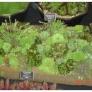 배짱오락 이미지