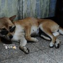 울릉제일식품